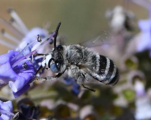 Amegilla albigena